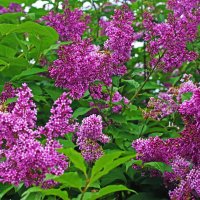 Июнь...В зарослях цветущей сирени! :: Владимир 