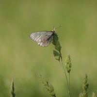 Барышня боярышница. :: Вадим Басов