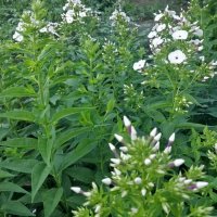 Белый цвет :: Андрей Хлопонин