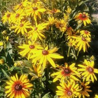 Лето :: Георгиевич Лето :: Георгиевич