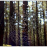 Лето  -это маленькая жизнь... :: Aleksandr Gal