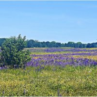 Люпиновое поле. :: Валерия Комова