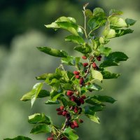 Тутовник :: Игорь Сикорский Тутовник :: Игорь Сикорский