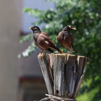 Модель для гсударственного герба :: Аркадий Басович