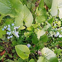 Цвет весны. :: Владимир Драгунский