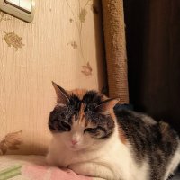 Аська, Алиса, Чупокабра... :: Ольга 