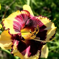 Лилейники :: Галина Левина