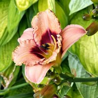 Лилейники :: Галина Левина