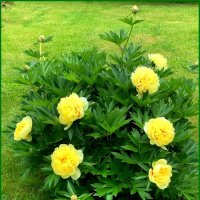 Пион «Bartzella» на дачном участке. :: Ольга Довженко