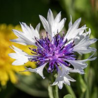 Весёлый василёк. :: Лилия *