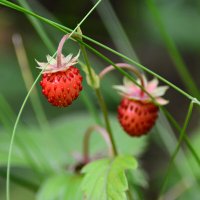 Земляника :: Геннадий Супрун