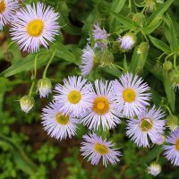 Июньские сентябринки :: Светлана 