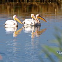 Пеликаны на искусственных озёрах :: Николай Волков