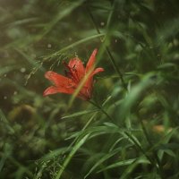 цветок :: Андрей Выровой