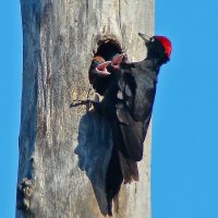 гнездо черного дятла :: gawrilа - dan