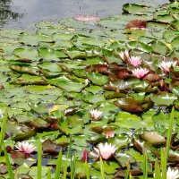 В ботаническом саду :: Надежда В ботаническом саду :: Надежда