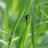 В  траве  луговой :: Геннадий Супрун