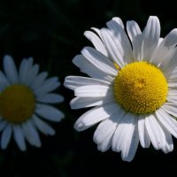 Ромашка садовая. :: сергей ермошкин