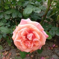 ... :: Константин Штарк ... :: Константин Штарк