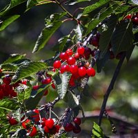 **** :: Андроник Александр 