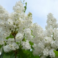 *** :: Надежда Куркина 