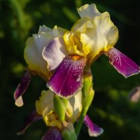 на закате :: Виталий Емельянов