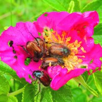 Доедают цветок... :: Андрей Снегерёв