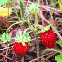 Сладкая парочка :: Андрей Снегерёв Сладкая парочка :: Андрей Снегерёв