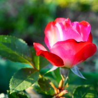 роза :: Сергей Ц