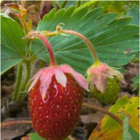 Картинка лета :: Валентин Котляров Картинка лета :: Валентин Котляров