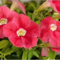 Пето,июнь,цветы... :: Aquarius - Сергей