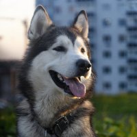 Ярик. :: leff Postnov