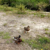 Необычный окрас у утки. :: Ирина ***