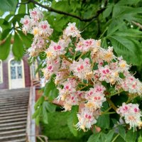 Каштан :: Сапсан 