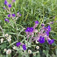 Воловик лекарственный :: Veera V