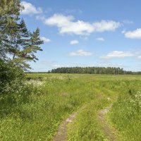 Белогривые лошадки :: Валерий Иванович