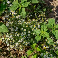 Ромашки :: Анатолий Чикчирный Ромашки :: Анатолий Чикчирный