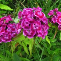 Гвоздика цветёт :: Людмила Смородинская Гвоздика цветёт :: Людмила Смородинская