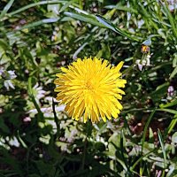 Весенний цвет. :: Владимир Драгунский Весенний цвет. :: Владимир Драгунский