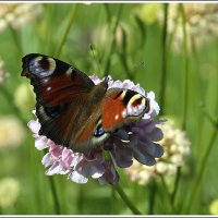 Лето это маленькая жизнь :: Aleksandr Gal