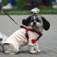 Москва. Парад французских бульдогов в усадьбе «Воронцово». :: Наташа ***** Москва. Парад французских бульдогов в усадьбе «Воронцово». :: Наташа *****