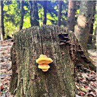 ТСЖ. :: Валерия Комова