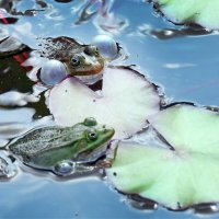 Ботсад МГУ 10 июня :: Михаил Бибичков