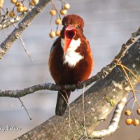 Белогрудый зимородок-2 :: Николай Волков