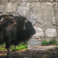 Овцебык :: Джованни Луче