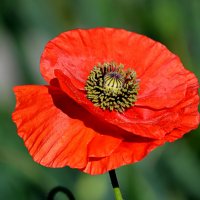 Садовый декоративный мак :: Татьяна Лютаева