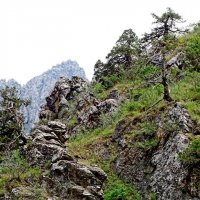 ВЗГЛЯД ПО СТОРОНАМ. :: Виктор Осипчук