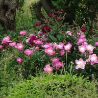 Пионы :: Рита Симонова