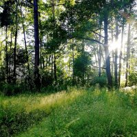 Лесная поляна :: Тамара Вебер