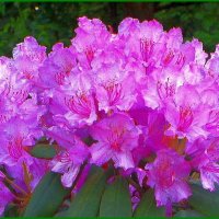 Рододендрон :: Ольга Довженко